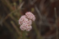 Valerian