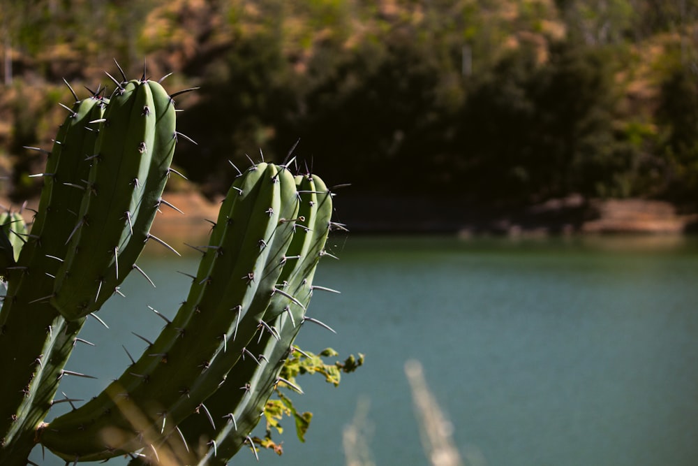 green cactus near body of water during daytime