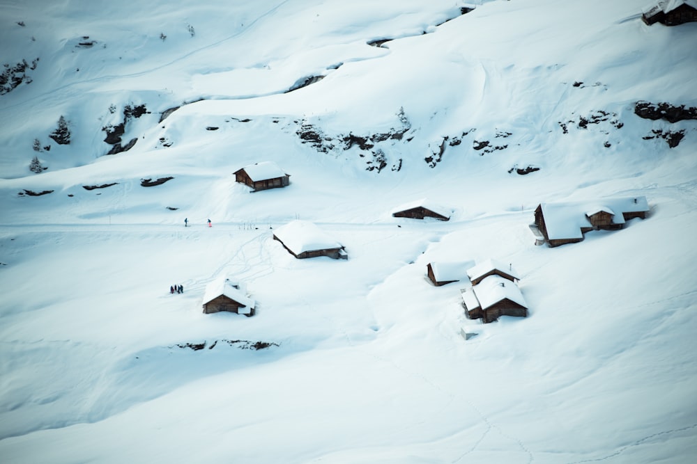 birds on snow covered ground during daytime