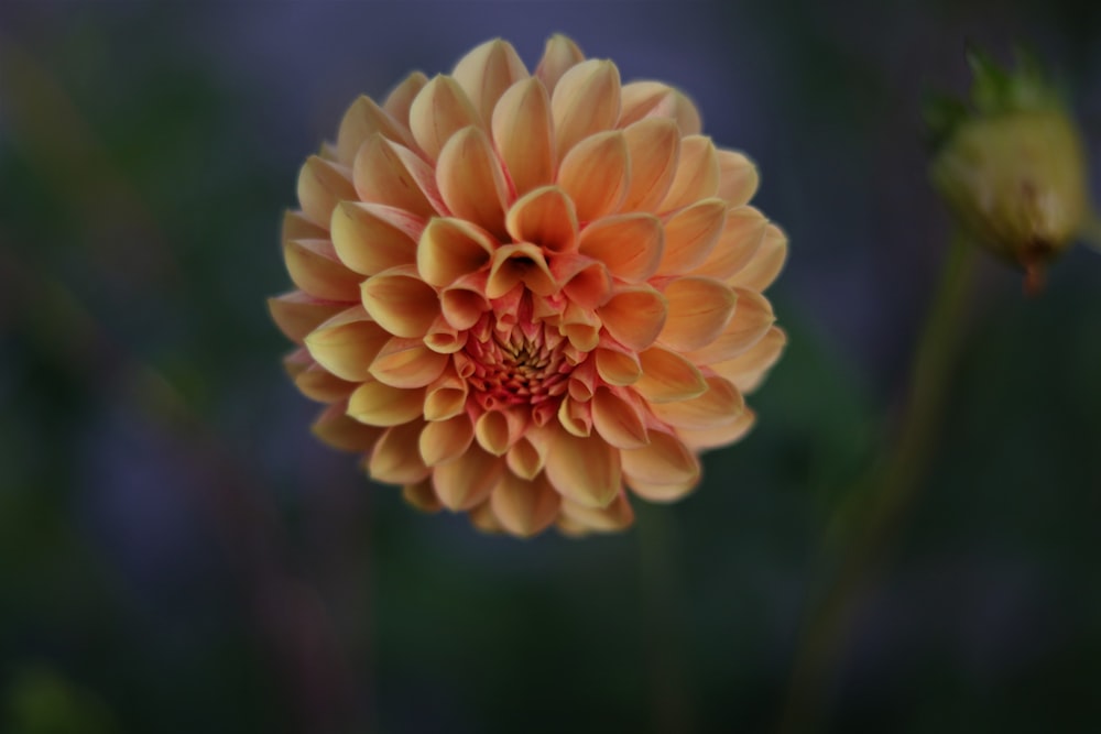 brown flower in tilt shift lens