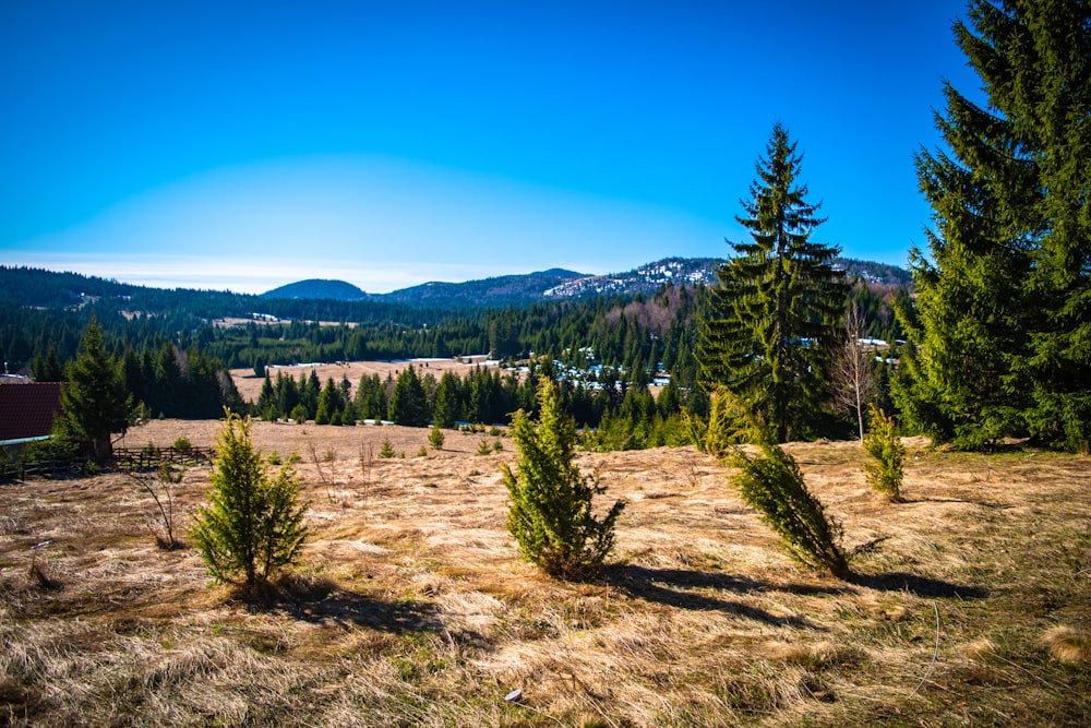 green pine trees on brown field under blue sky during daytime