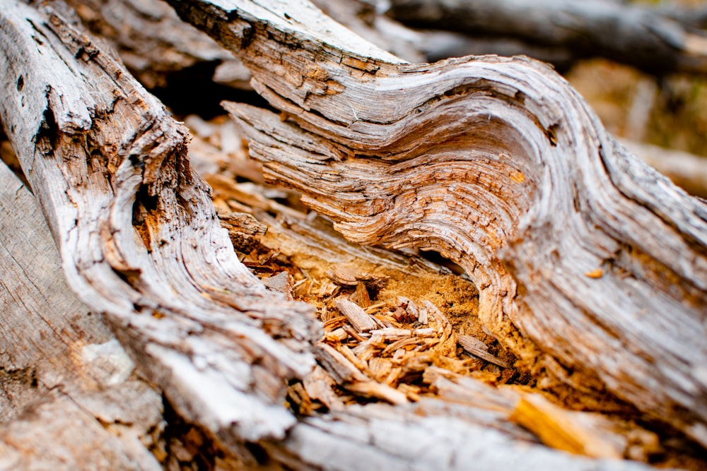 brown wood log in close up photography