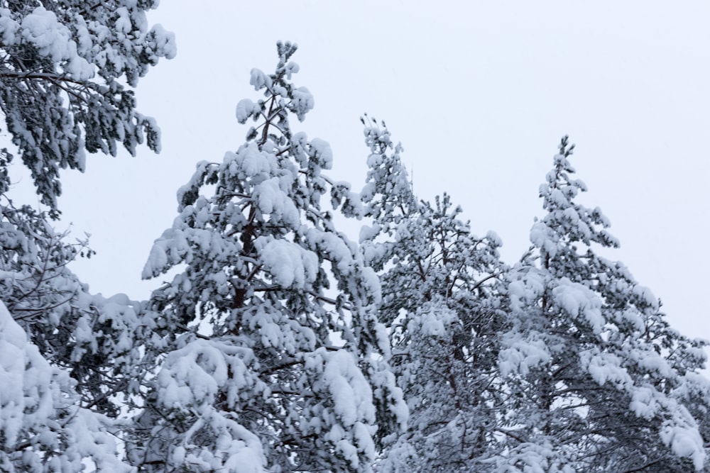 snow covered trees during daytime