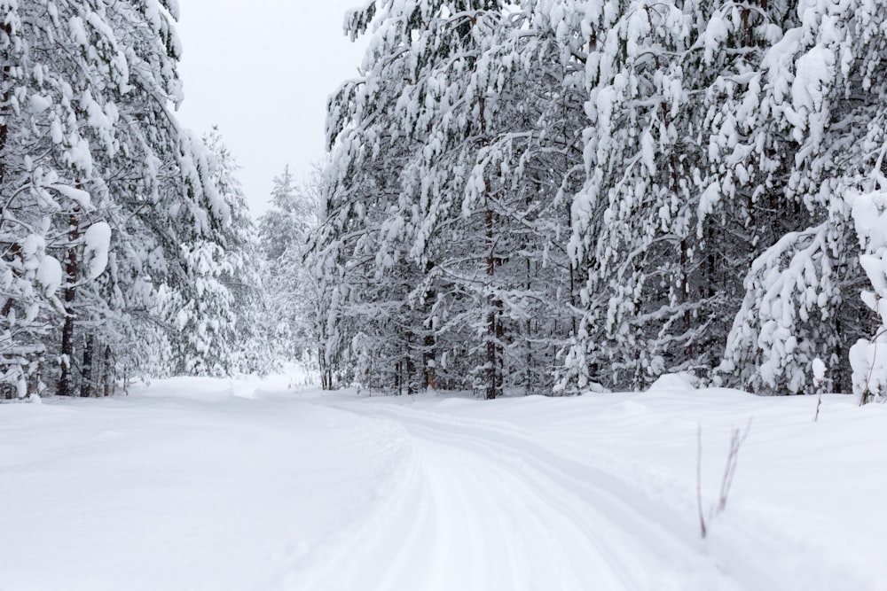 snow covered trees during daytime