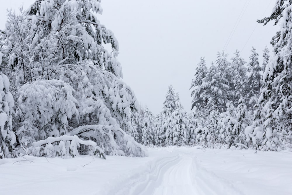 snow covered trees during daytime