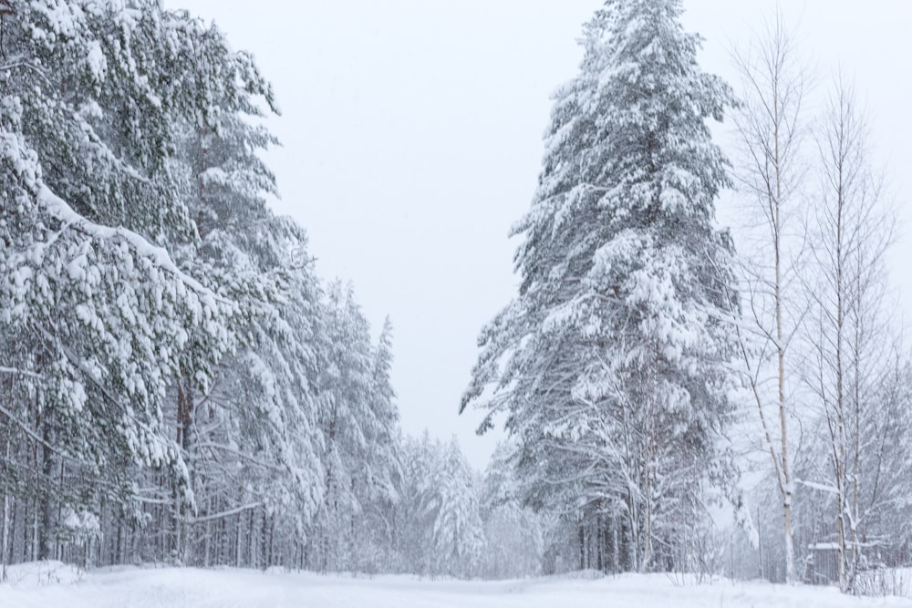 snow covered trees during daytime