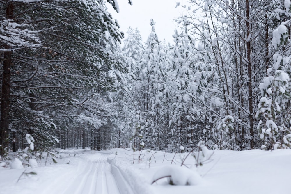 snow covered trees during daytime