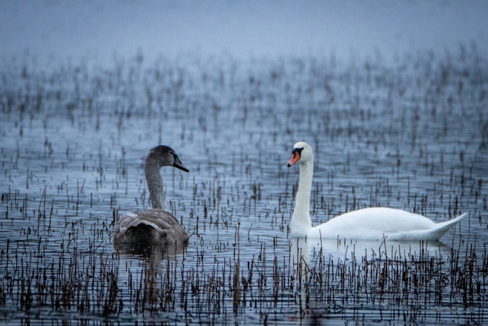 white swan on water during daytime