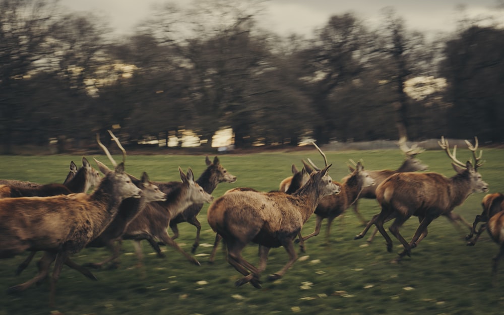 herd of deer on green grass field during daytime
