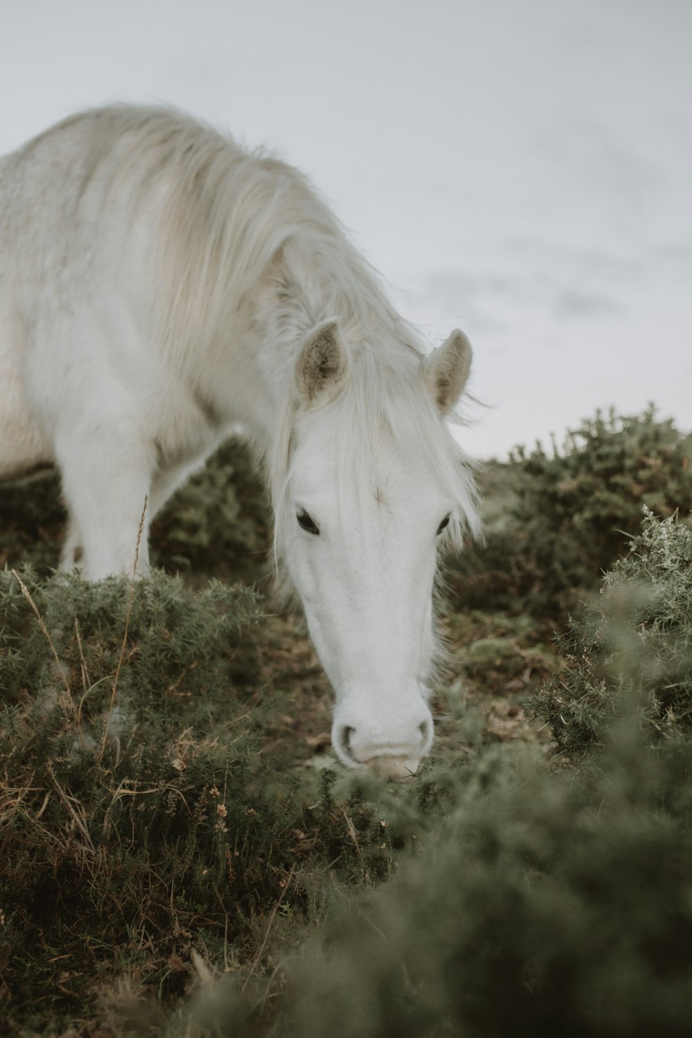 white horse on green grass during daytime