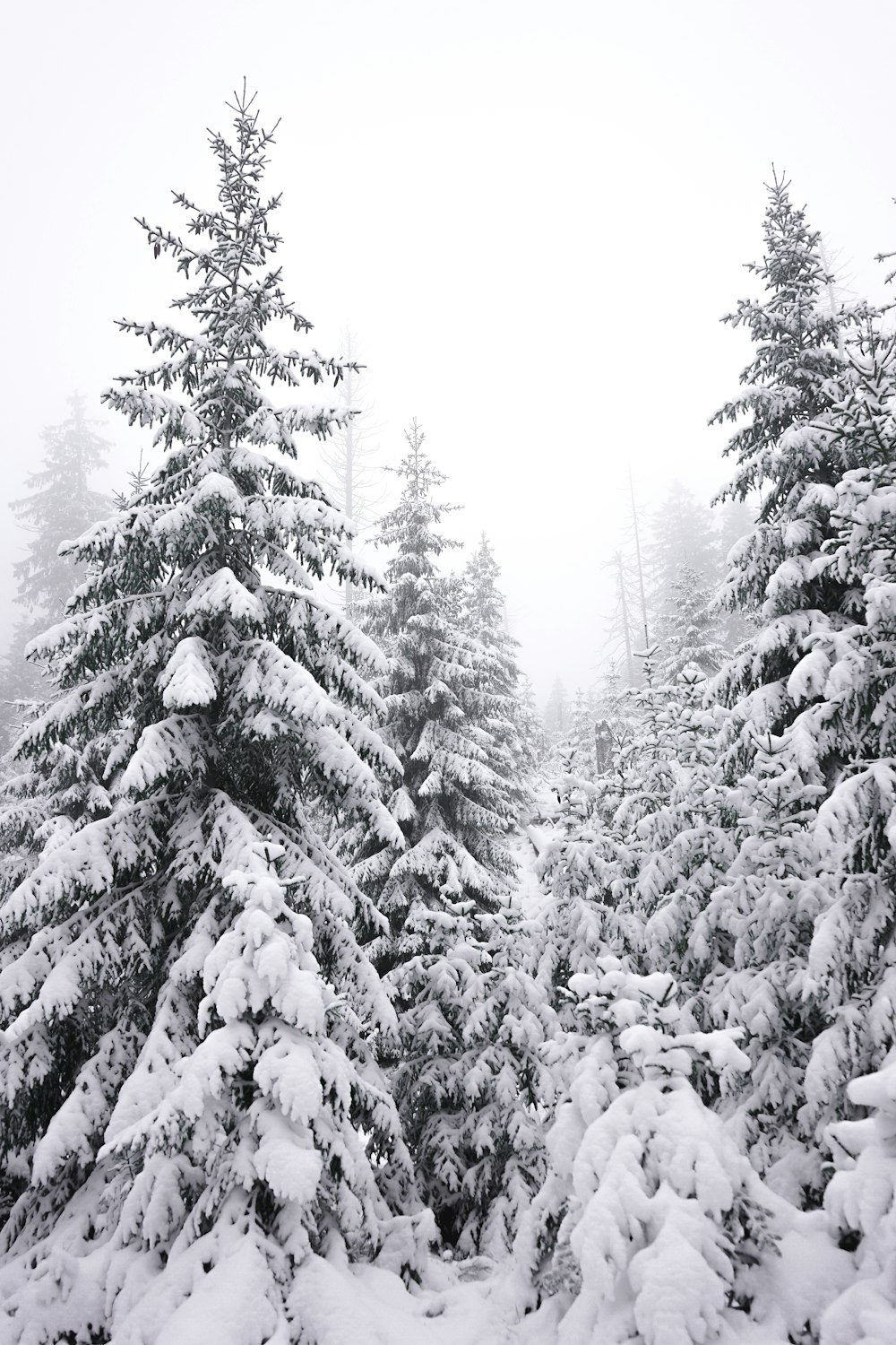 grayscale photo of snow covered trees