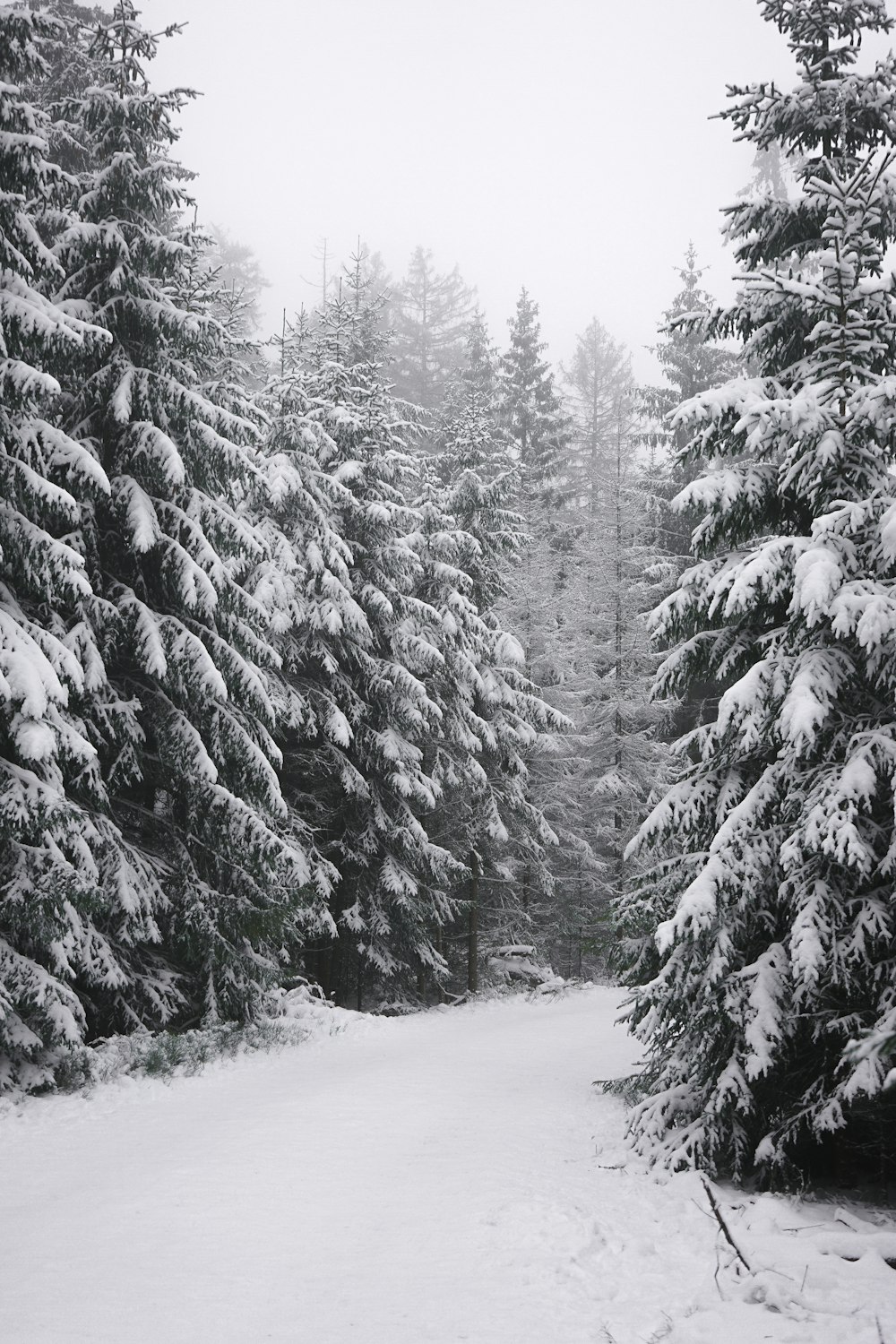 snow covered pine trees during daytime