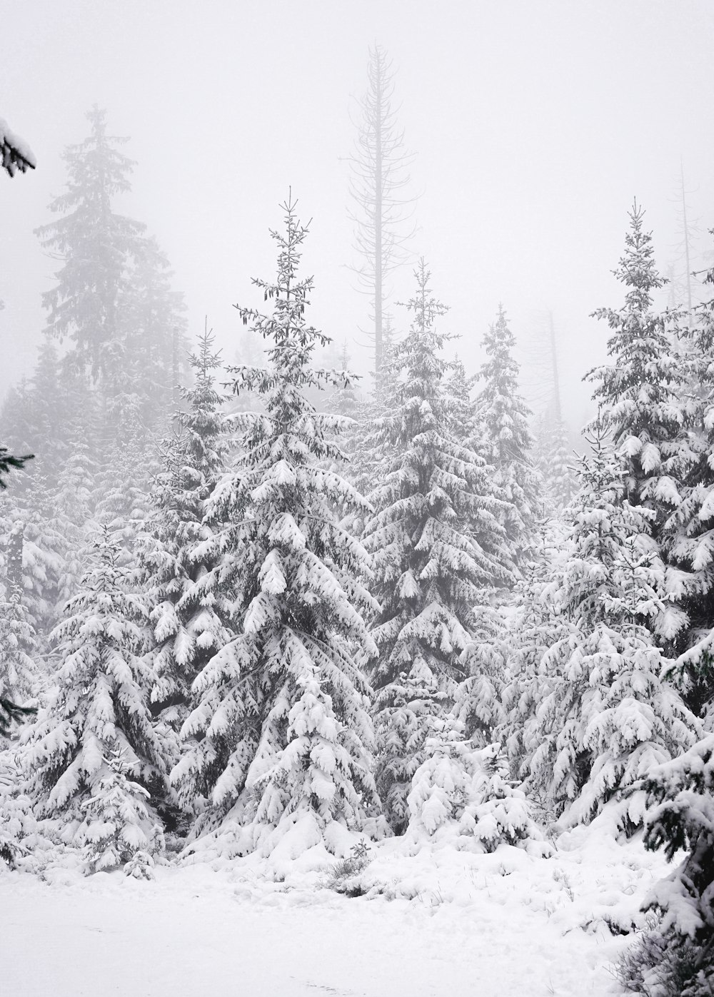 snow covered pine trees during daytime