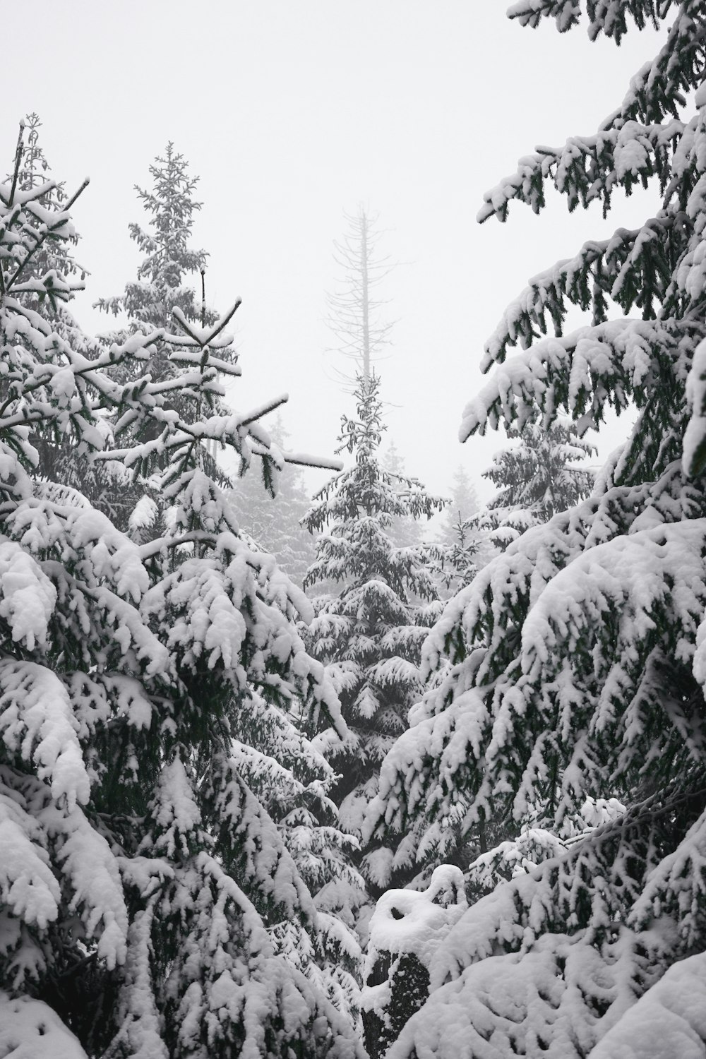 snow covered pine trees during daytime