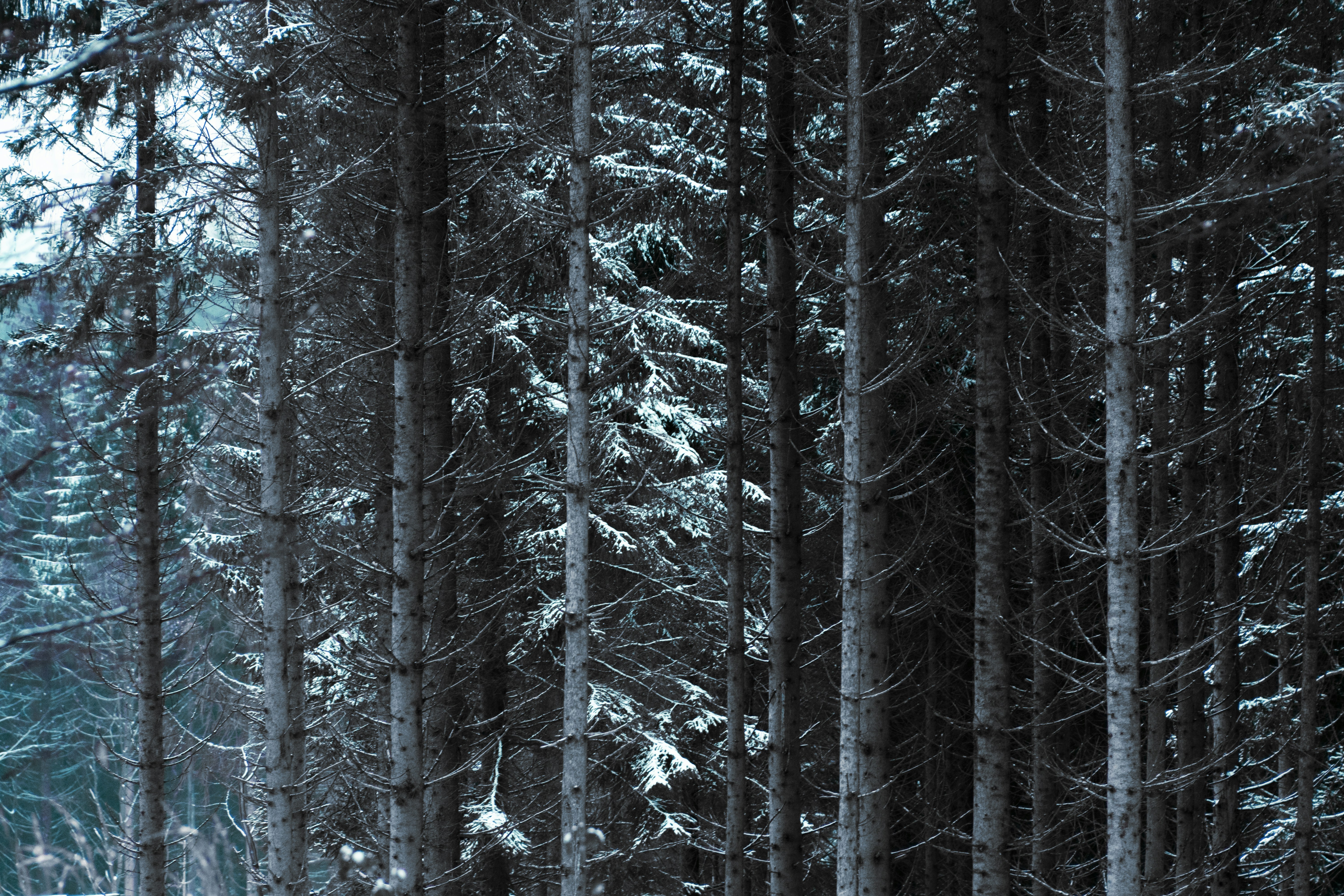 green pine trees during daytime