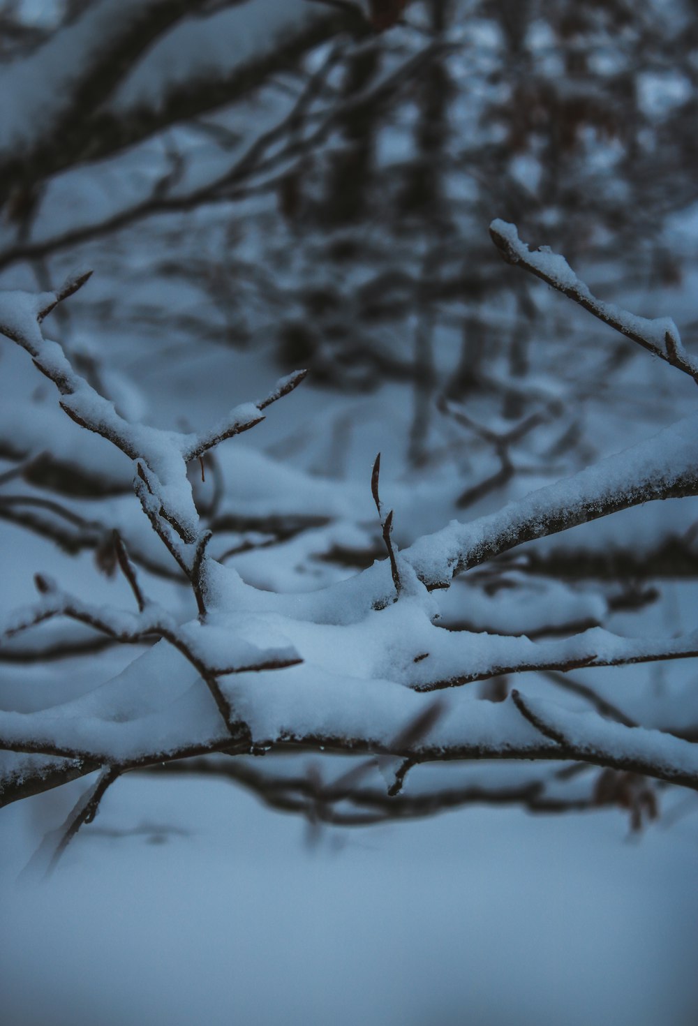 snow covered tree branch during daytime