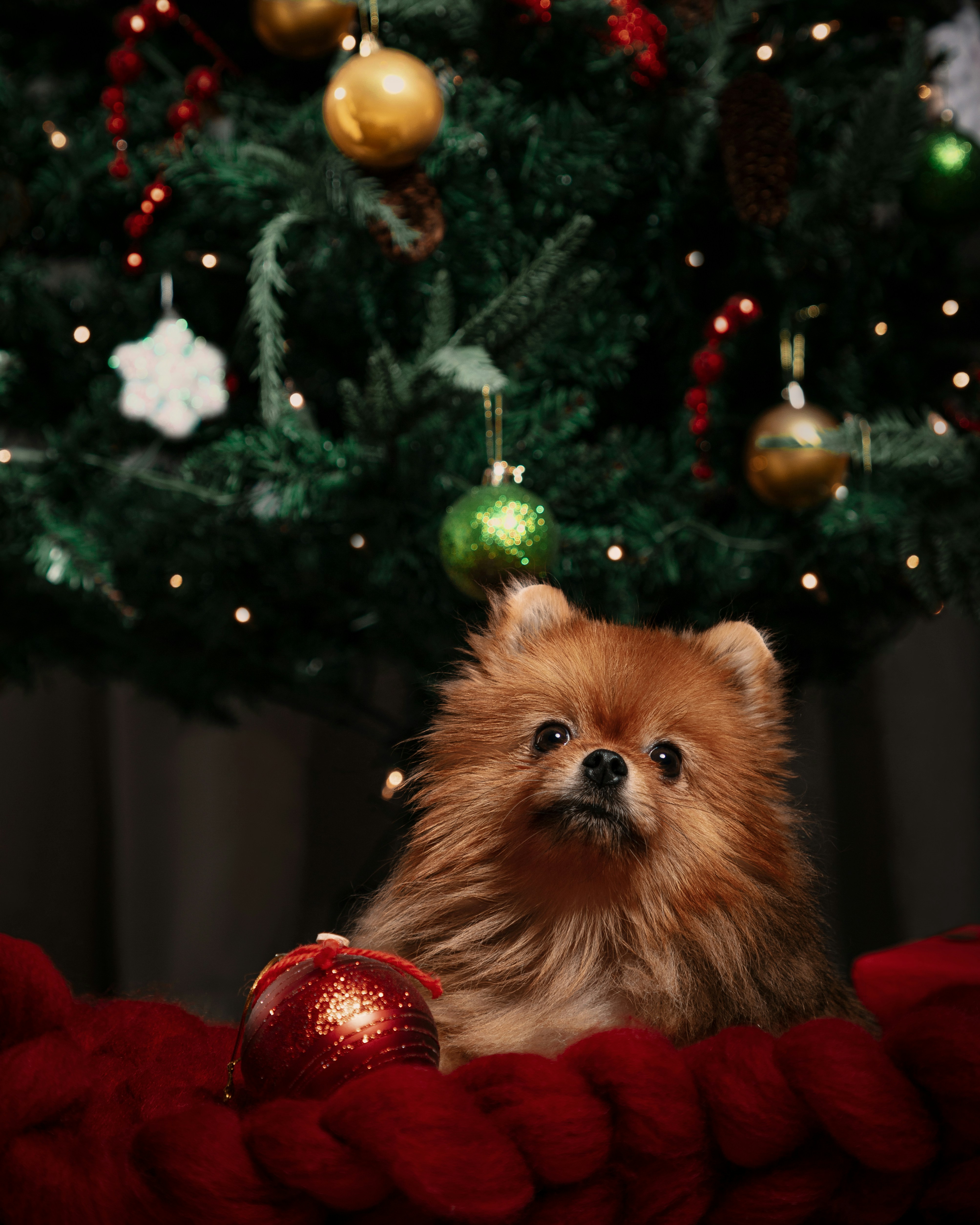 brown pomeranian puppy on red apple fruit