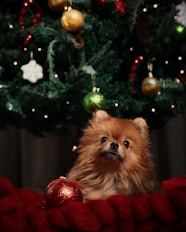 dogAdvisor | dog Advisor | dog advisor | dogadvisor | dogadvisor.dog | dog advisor