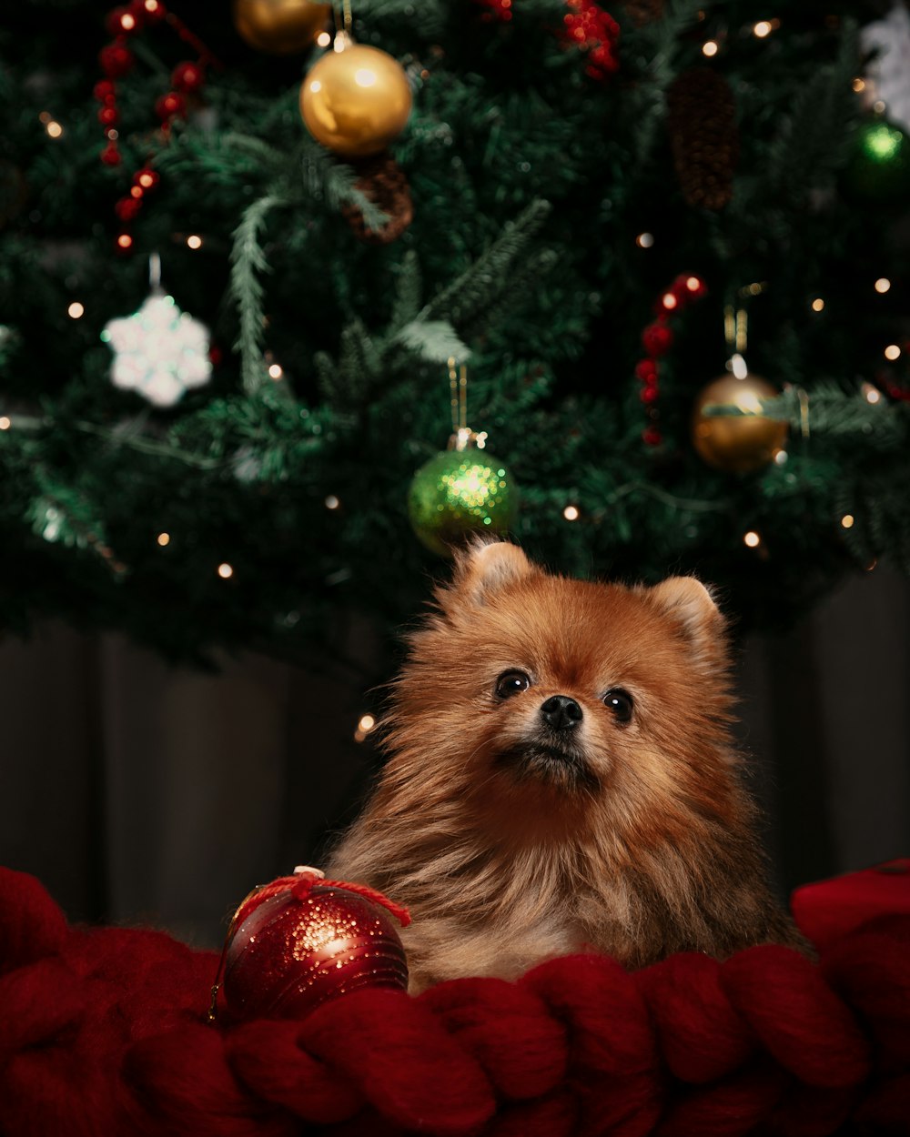 brown pomeranian puppy on red apple fruit