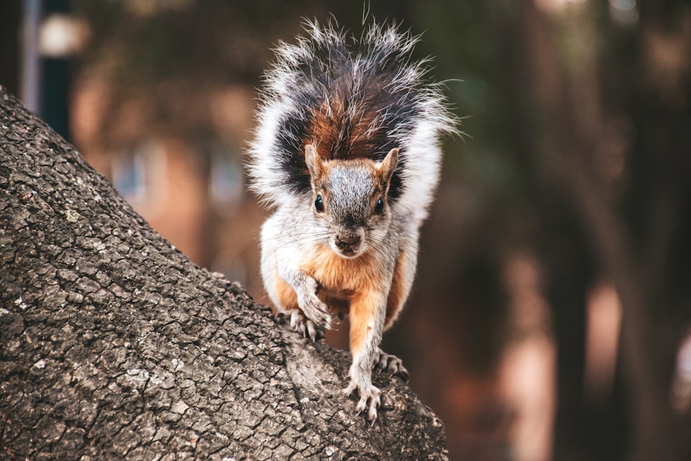 brown and white squirrel on gray tree branch