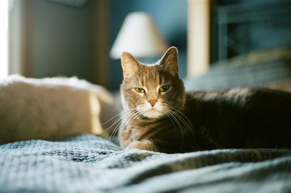 brown tabby cat on white and black textile