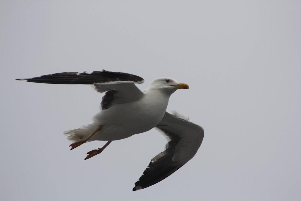 white and black bird flying