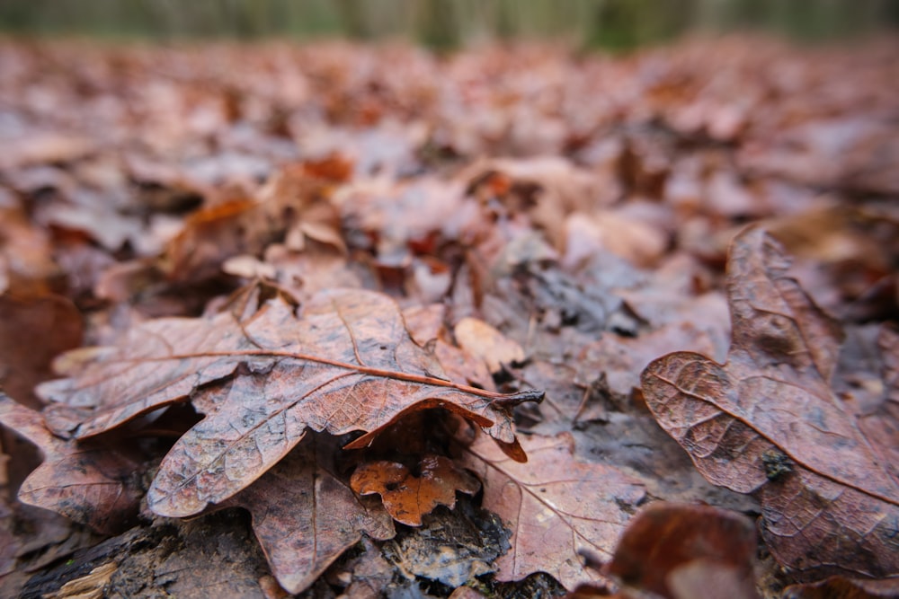 brown dried leaves on ground during daytime