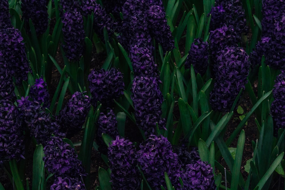 purple flowers with green leaves