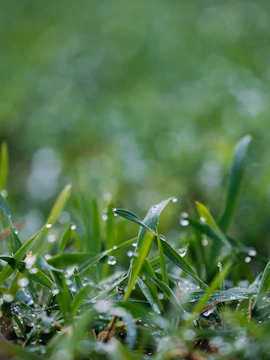 Close-up of water droplets on fresh grass, symbolizing pure aquifers.