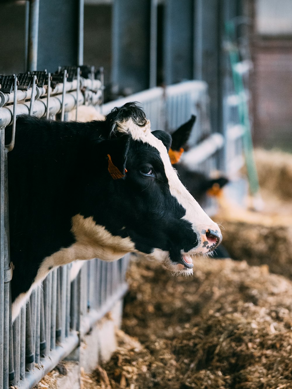 black and white cow in cage