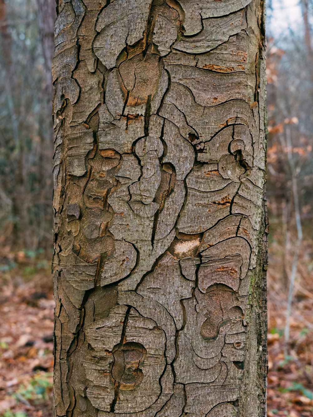 tronco marrom da árvore na fotografia de perto