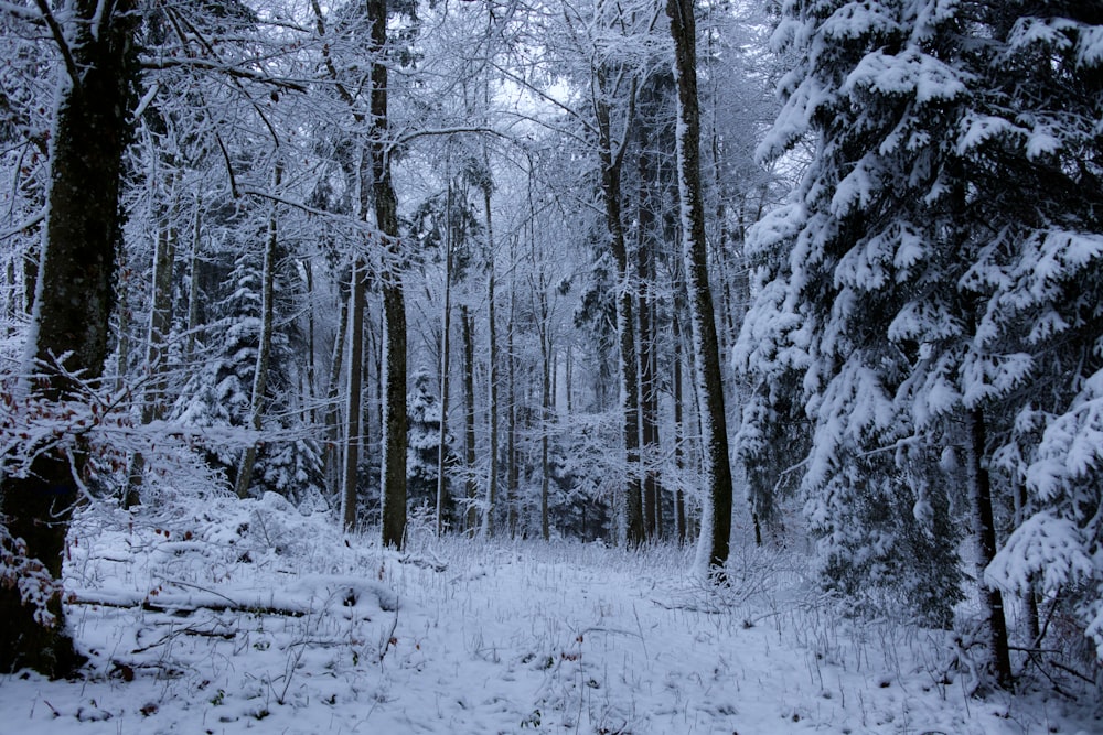 snow covered trees during daytime