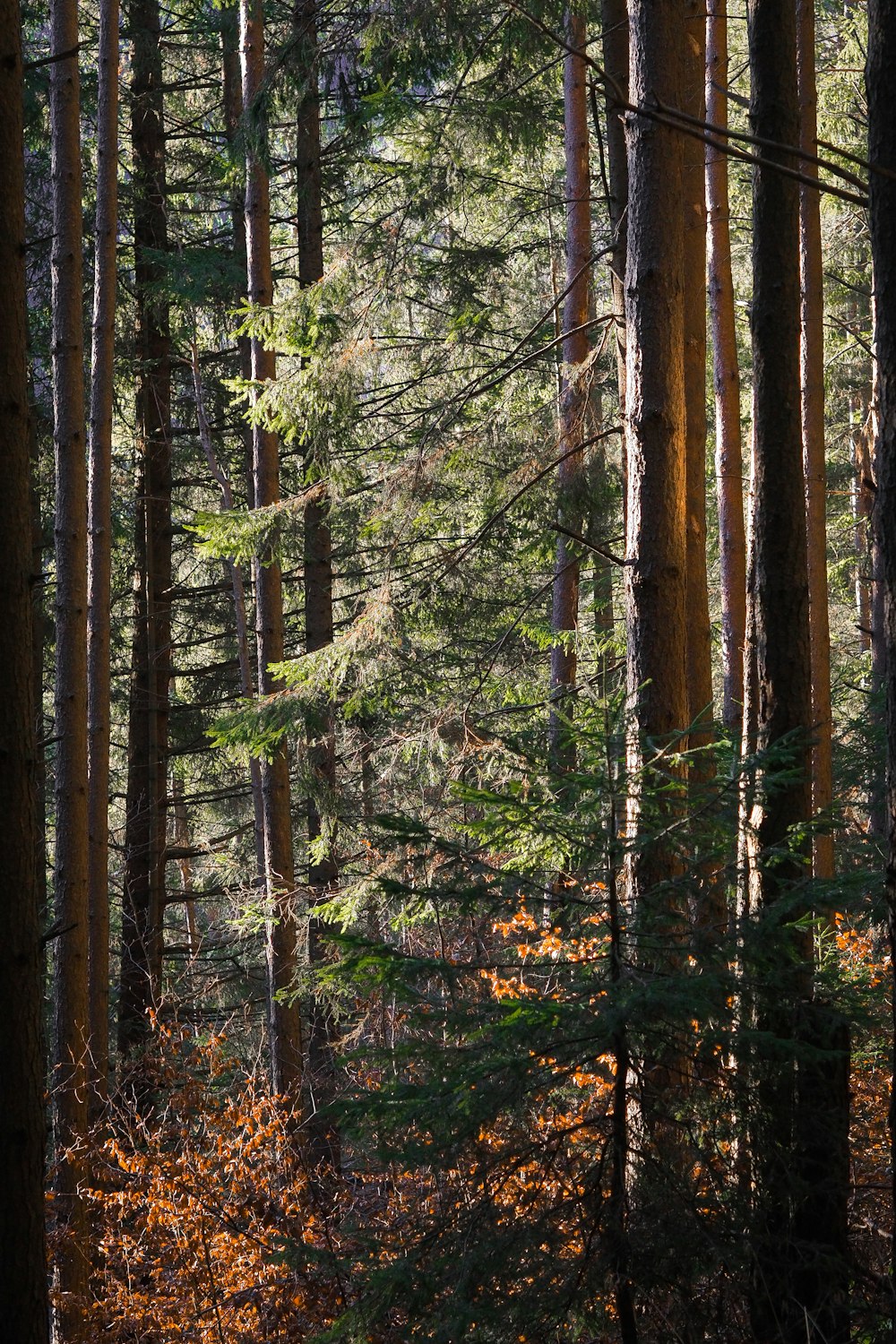 green trees in forest during daytime