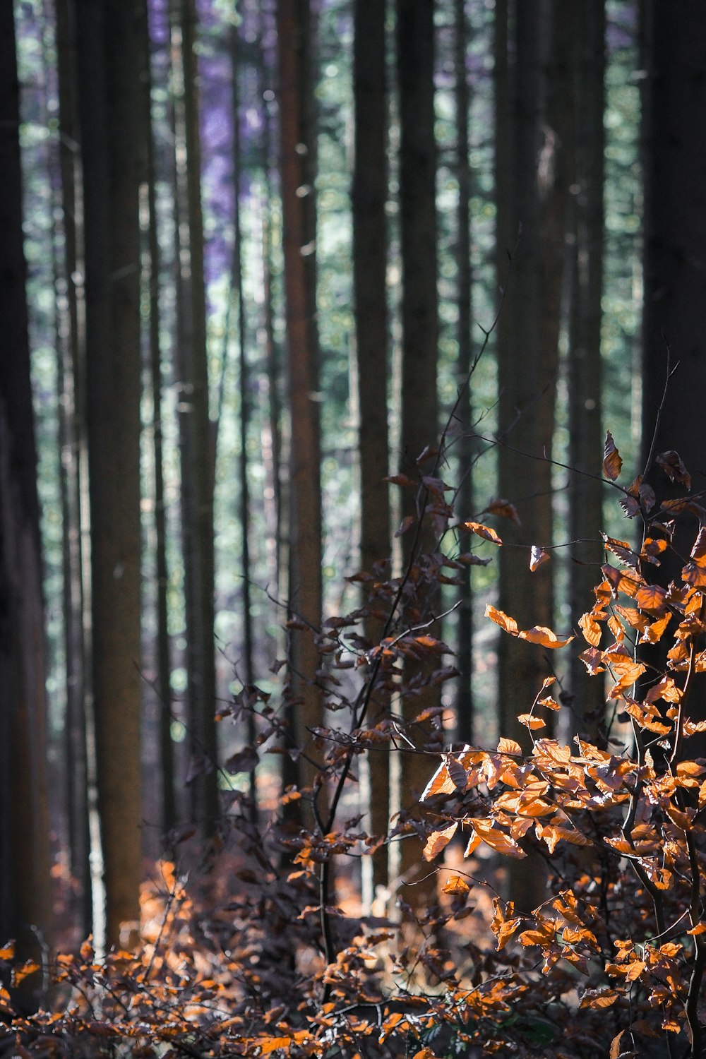 brown leaves on tree branch