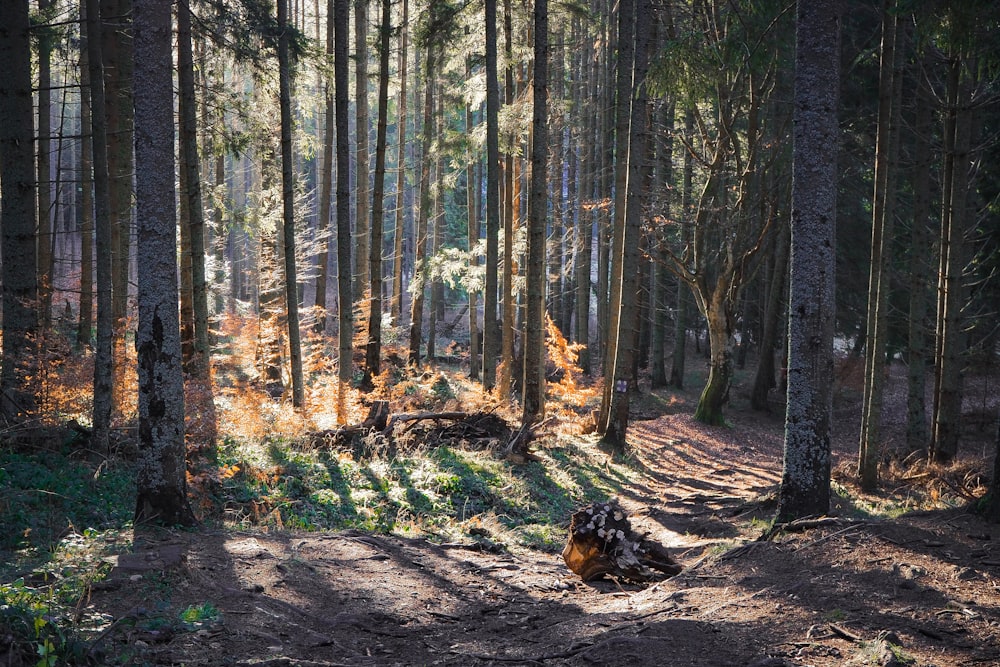 cane marrone e nero sdraiato a terra circondato da alberi durante il giorno