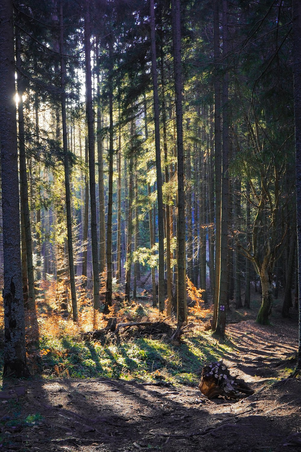 árvores verdes e marrons na floresta durante o dia