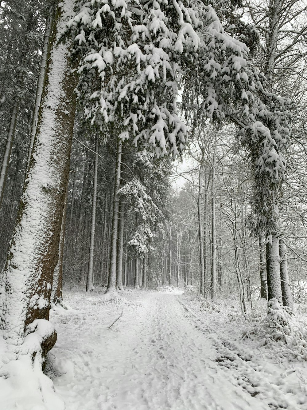 snow covered trees during daytime