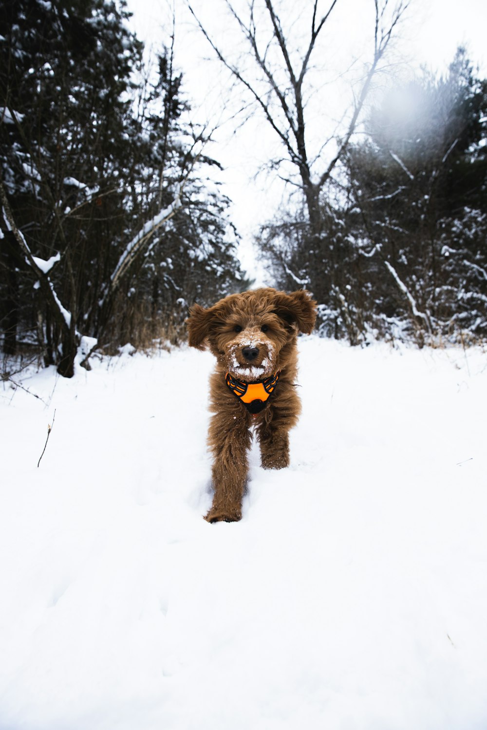 brown long coated small dog on snow covered ground