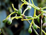 Close-up of ripe avocados with a green background.