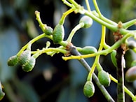 Close-up view of unripe green avocados on branches with a blurred background, displaying the texture and detail of the small fruits and stems.