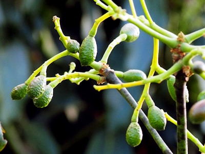 Close-up of ripe avocados with a green background.