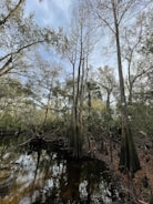 A serene woodland scene with various natural elements to color.