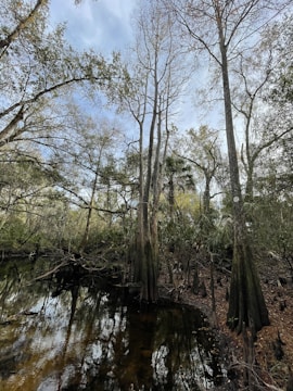 A serene woodland scene with various natural elements to color.