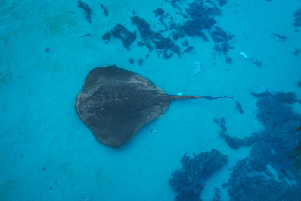 水域の黒と茶色の魚