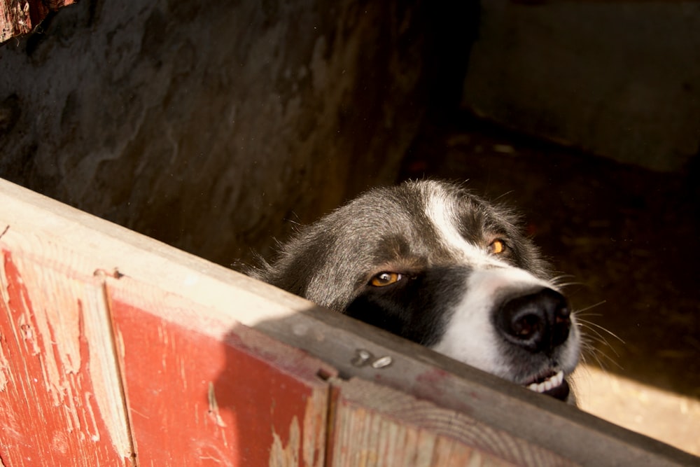 black and white border collie mix