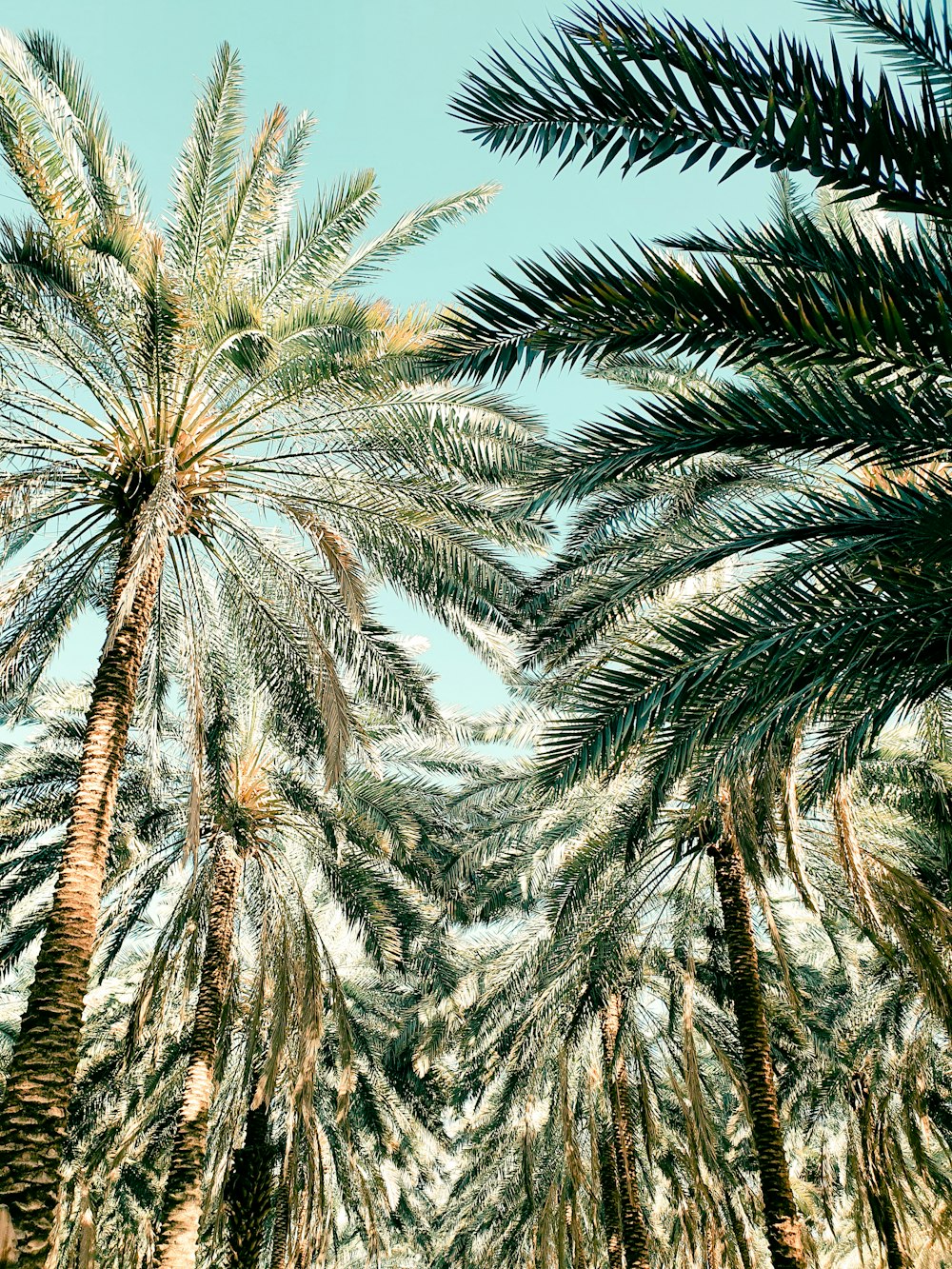 palmeras verdes cubiertas de nieve