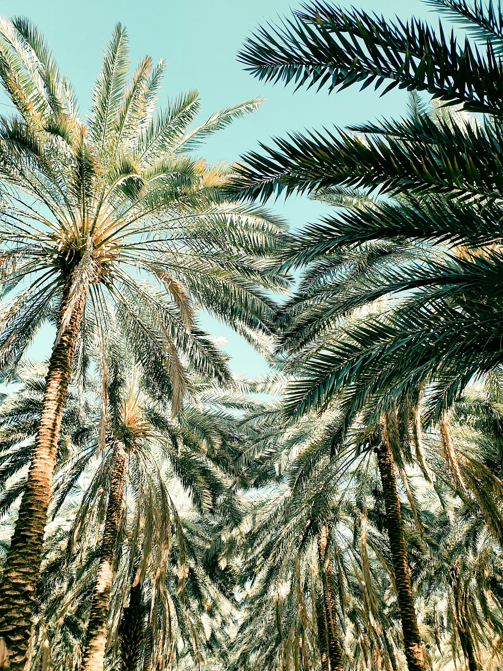green palm trees covered with snow