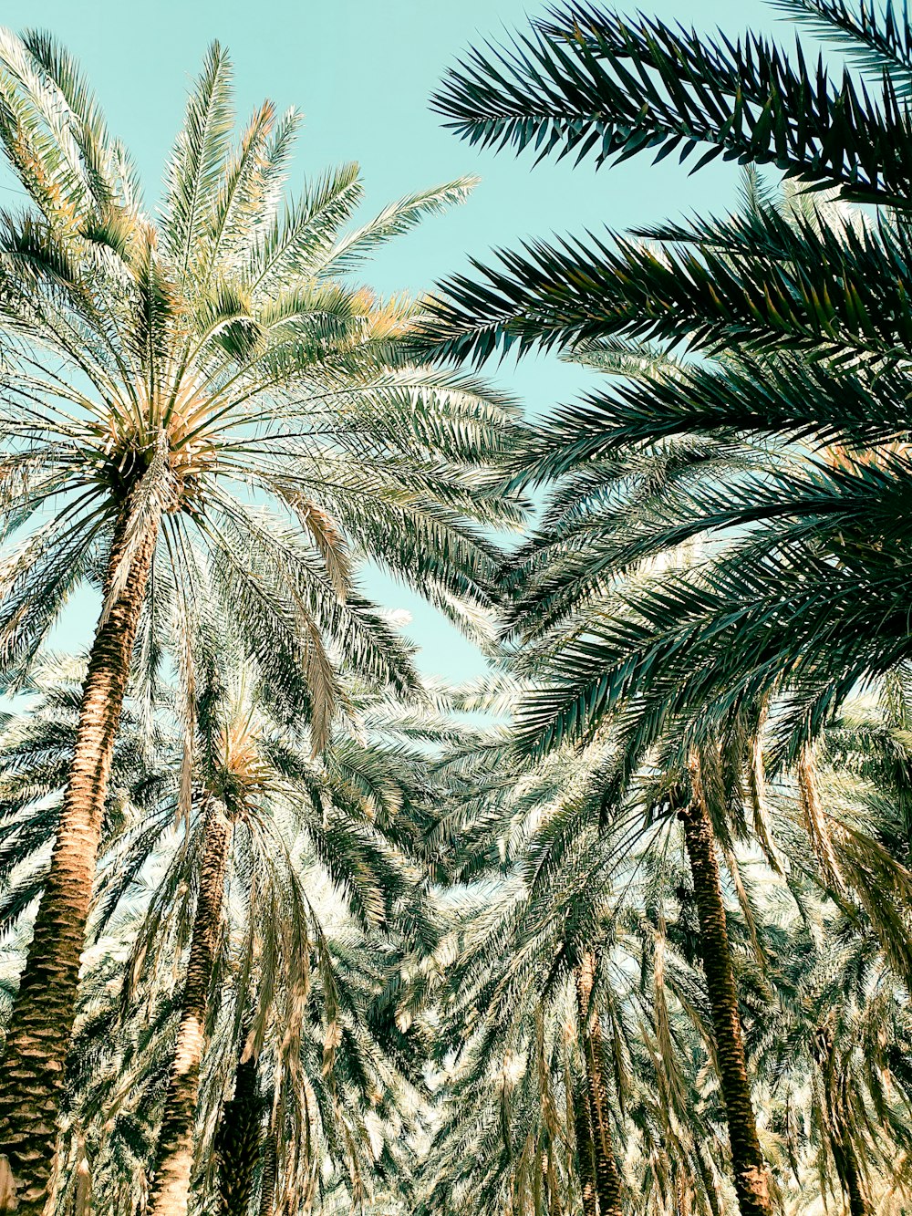 green palm trees covered with snow