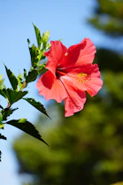 red flower in tilt shift lens