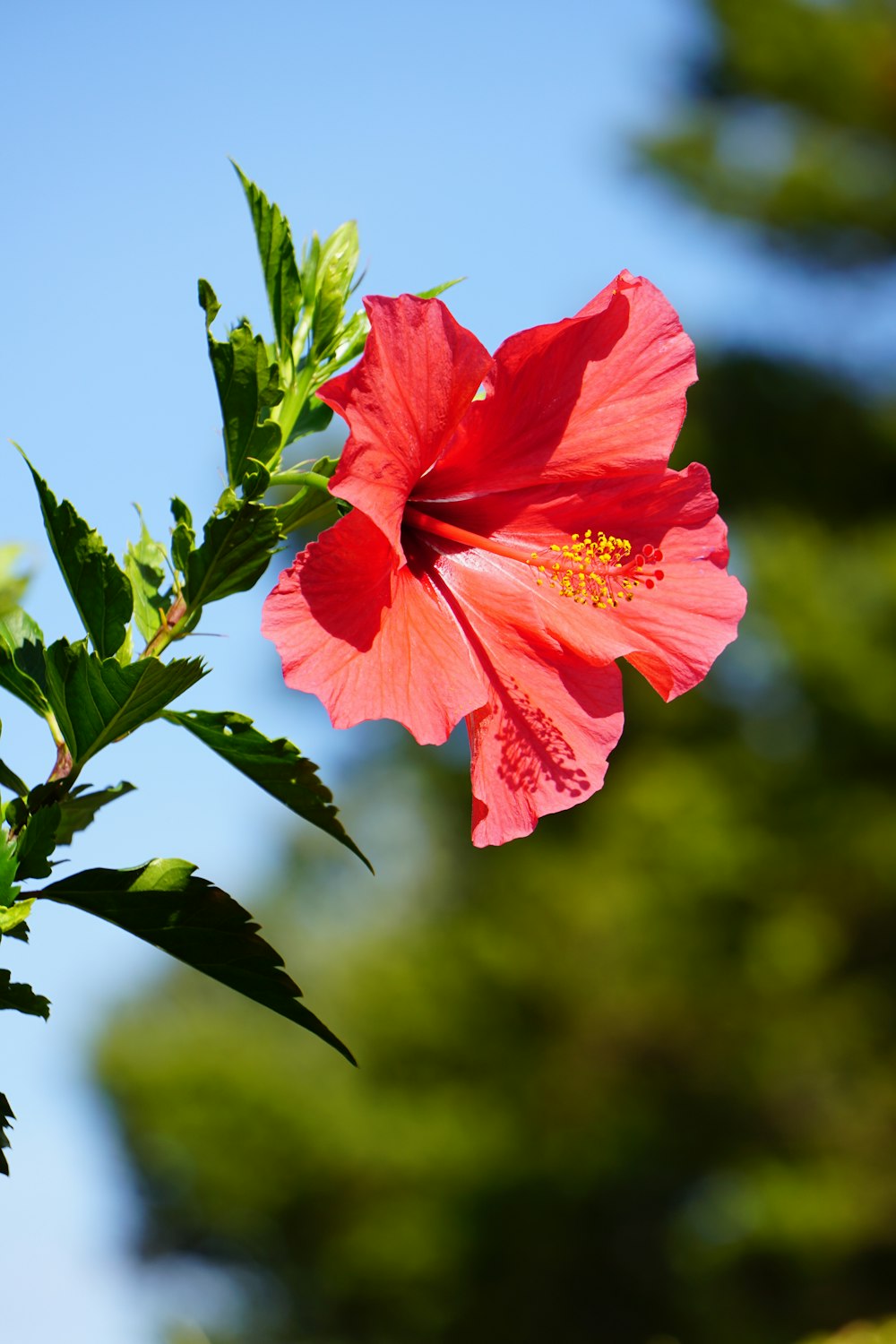 flor vermelha na lente de deslocamento de inclinação